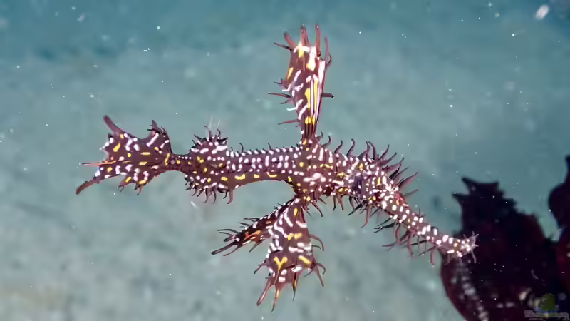Solenostomus paradoxus im Aquarium halten (Einrichtungsbeispiele mit Schmuck-Geisterpfeifenfisch)