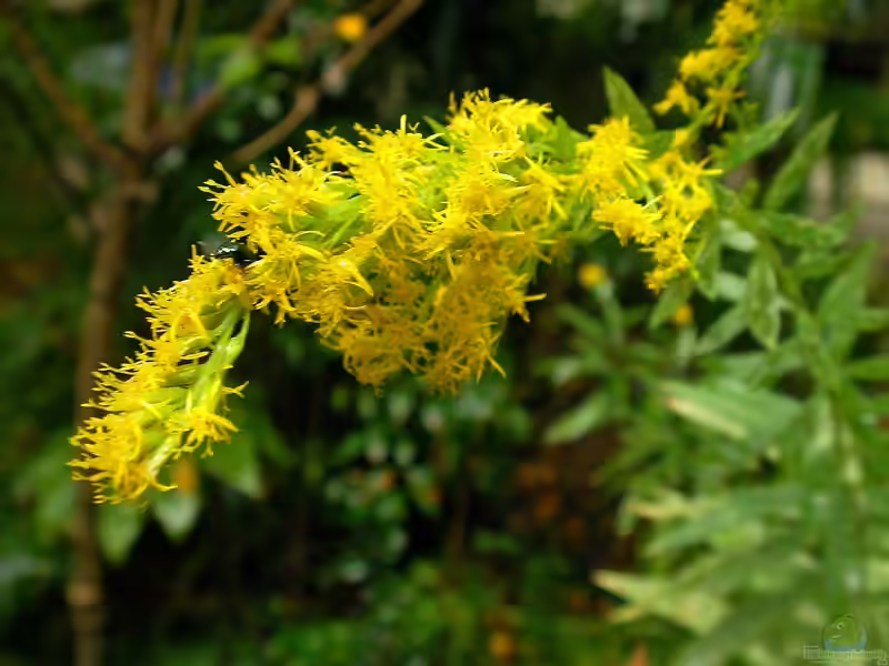 Solidago canadensis im Garten pflanzen (Einrichtungsbeispiele mit Kanadische Goldrute)
