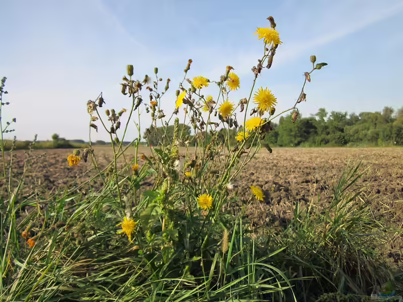 Sonchus arvensis am Gartenteich (Einrichtungsbeispiele mit Acker-Gänsedistel)