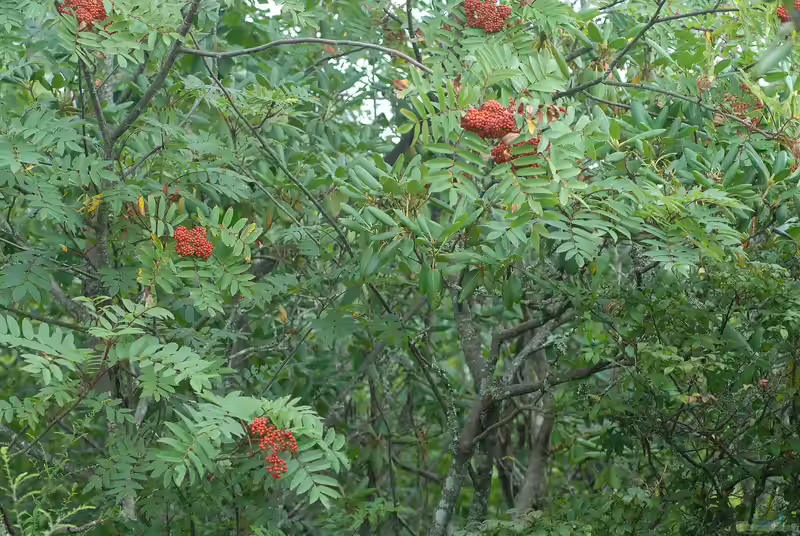 Sorbus americana im Garten pflanzen (Einrichtungsbeispiele mit Amerikanische Eberesche)