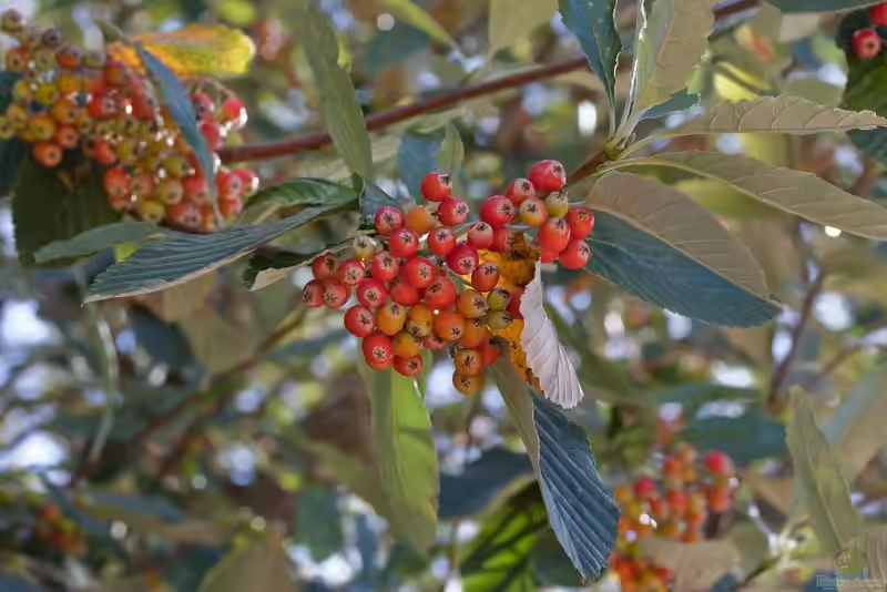 Sorbus aria im Garten pflanzen (Einrichtungsbeispiele mit Mehlbeere)