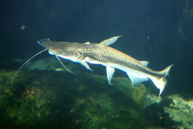 Sorubim lima im Aquarium halten (Einrichtungsbeispiele mit Spatelwelsen)