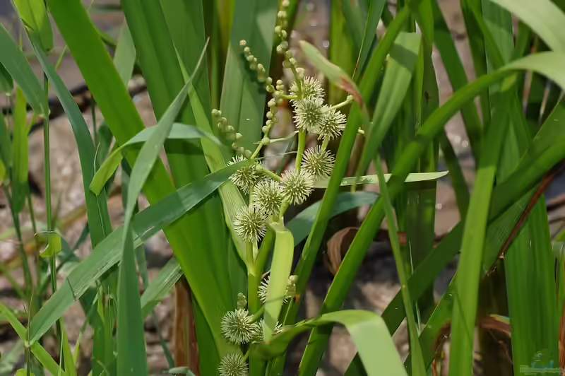 Sparganium erectum am Gartenteich (Einrichtungsbeispiele mit Gemeiner Igelkolben)