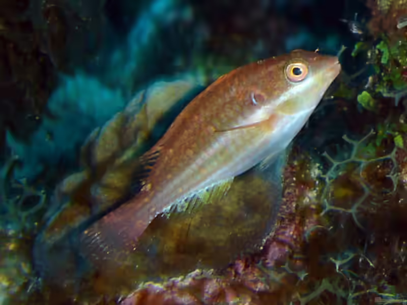 Sparisoma atomarium im Aquarium halten (Einrichtungsbeispiele für Grünfleck-Papageifisch)