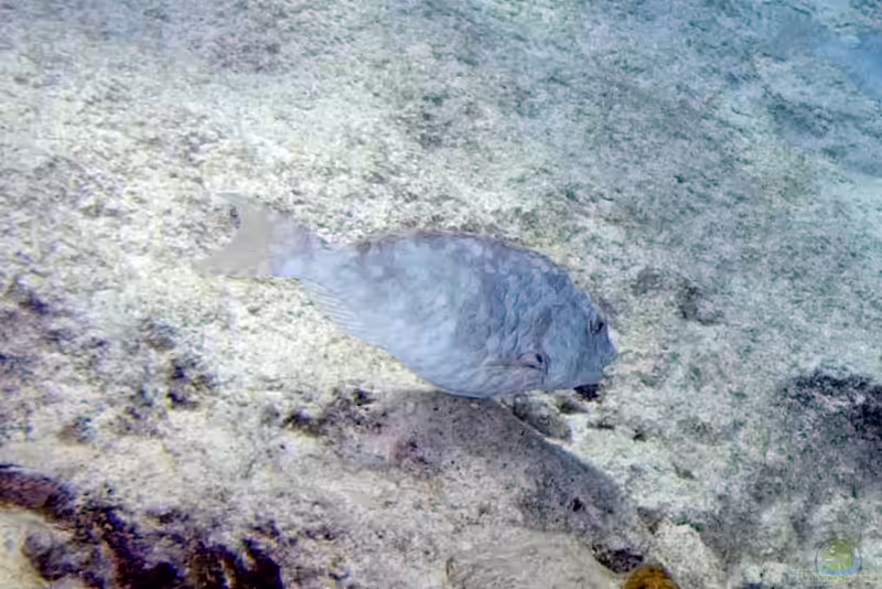 Sparisoma chrysopterum im Aquarium halten (Einrichtungsbeispiele für Rotschwanz-Papageifisch)
