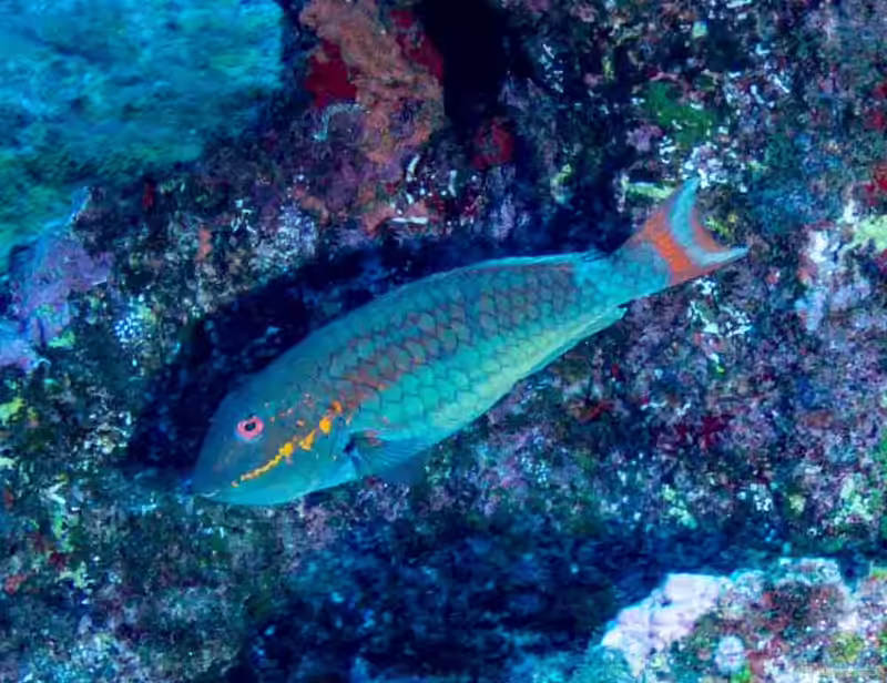 Sparisoma rocha im Aquarium halten (Einrichtungsbeispiele für Trindade Papageifisch)