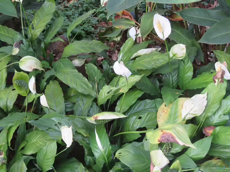 Spathiphyllum wallisii im Terrarium pflanzen (Einrichtungsbeispiele mit Einblatt)