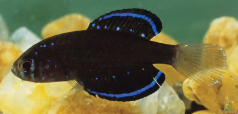 Specrolebias costae im Aquarium halten (Einrichtungsbeispiele mit Specrolebias costae)