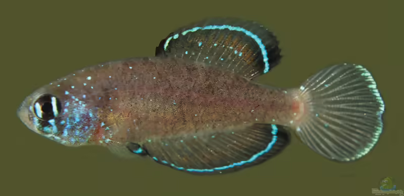 Spectrolebias gracilis im Aquarium halten (Einrichtungsbeispiele mit Spectrolebias gracilis)