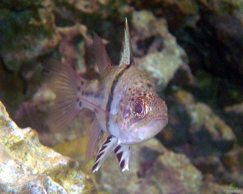 Sphaeramia orbicularis im Aquarium halten (Einrichtungsbeispiele für Gürtel-Kardinalbarsch)