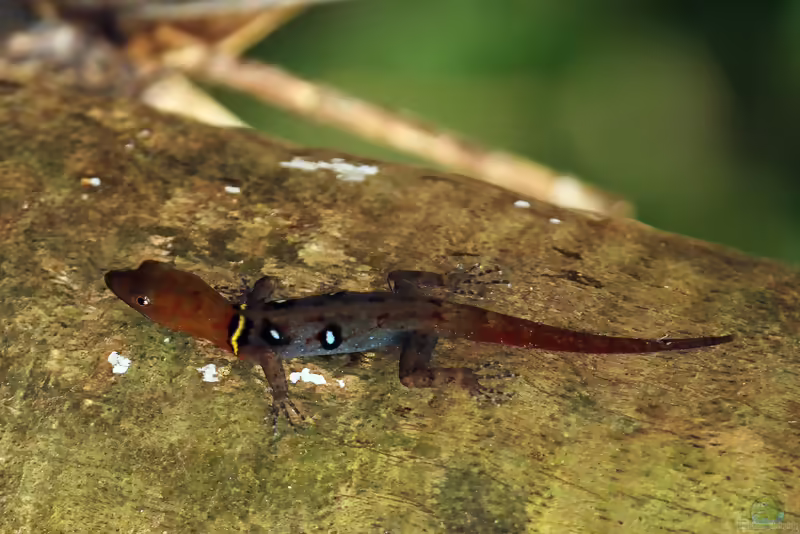 Sphaerodactylus argus: Antillen-Kugelfingergecko im Terrarium halten (Einrichtungsbeispiele mit Sphaerodactylus argus)