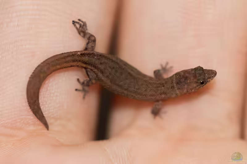Sphaerodactylus ariasae im Terrarium halten (Einrichtungsbeispiele mit Kugelfingergecko)