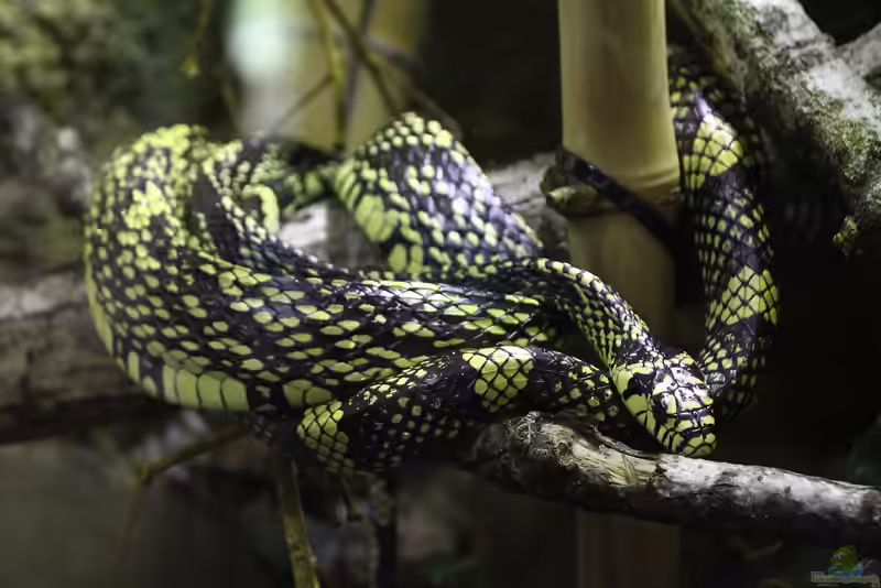 Spilotes pullatus im Terrarium halten (Einrichtungsbeispiele mit Hühnerfresser)