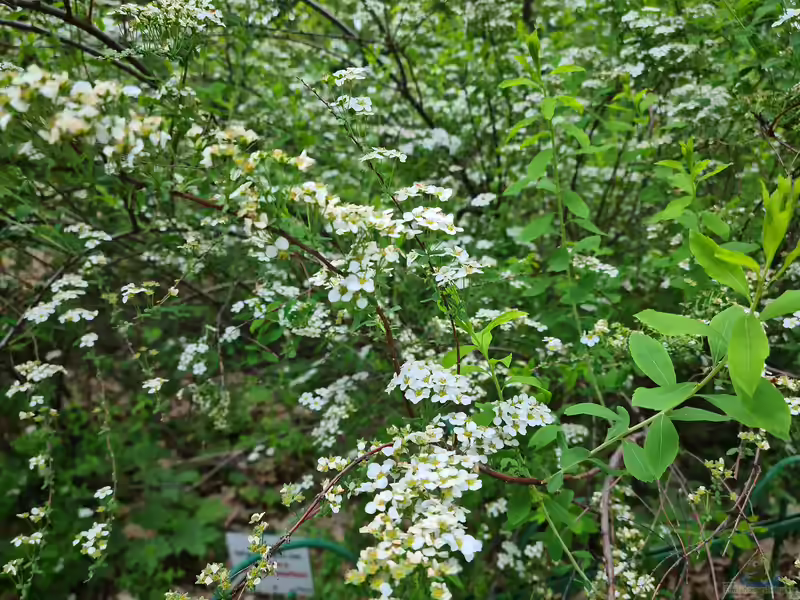 Spiraea arguta im Garten pflanzen (Einrichtungsbeispiele mit Braut-Spierstrauch)