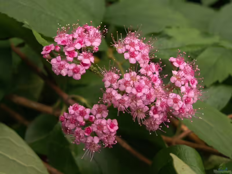 Spiraea japonica im Garten pflanzen (Einrichtungsbeispiele mit Krauser Spierstrauch)