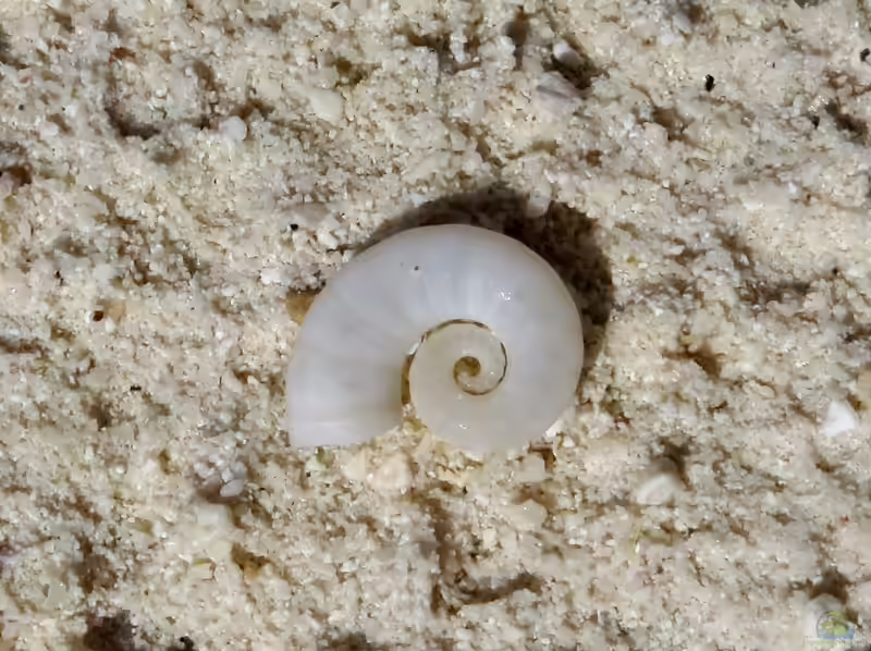 Spirula spirula im Aquarium halten (Einrichtungsbeispiele mit Posthörnchen)