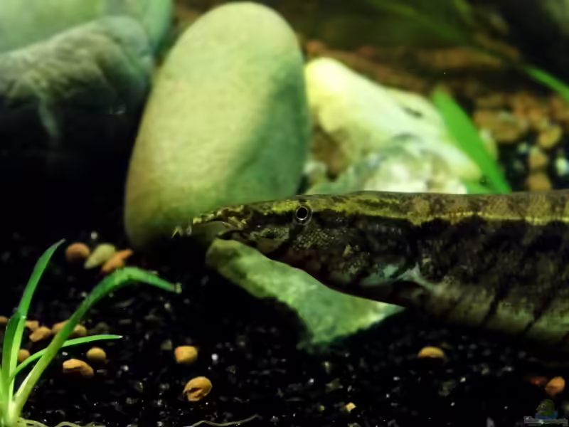 Stachelaale: faszinierende Bodenbewohner für besondere Aquarien (Einrichtungsbeispiele mit Stachelaal-Arten)