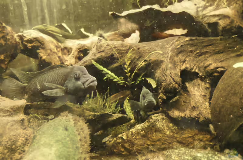 Steatocranus casuarius im Aquarium halten (Einrichtungsbeispiele mit Buckelkopfcichliden)