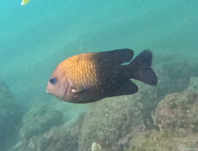 Stegastes acapulcoensis im Aquarium halten (Einrichtungsbeispiele mit Acapulco-Riffbarsch)