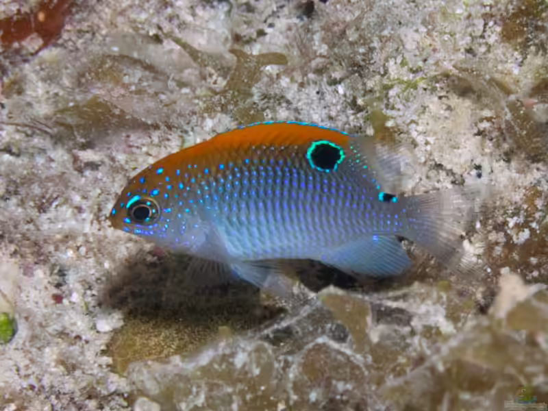 Stegastes adustus im Aquarium halten (Einrichtungsbeispiele mit Dunkler-Riffbarsch)