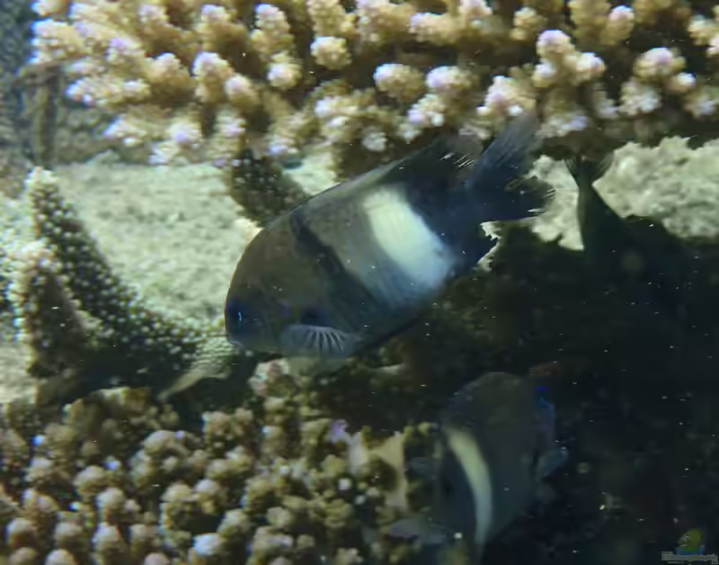 Stegastes albifasciatus im Aquarium halten (Einrichtungsbeispiele mit Weißbalken-Riffbarsch)