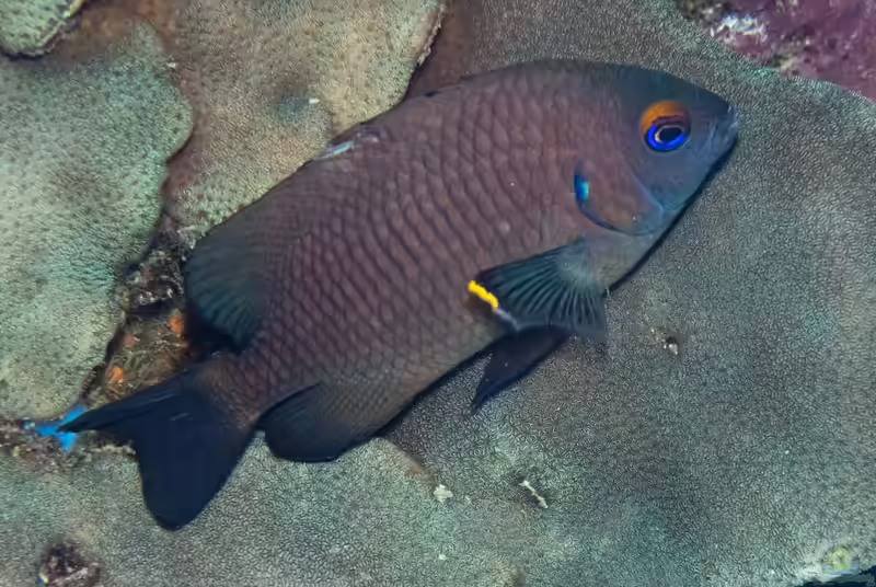 Stegastes beebei im Aquarium halten (Einrichtungsbeispiele mit Südlicher Weißring-Riffbarsch)