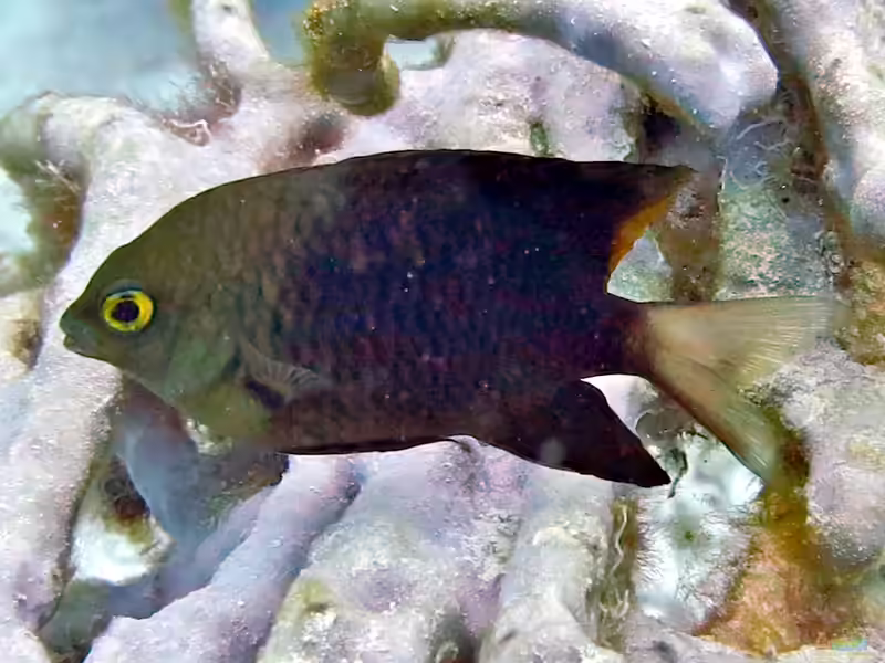 Stegastes lacrymatus im Aquarium halten (Einrichtungsbeispiele mit Juwelen-Riffbarsch)