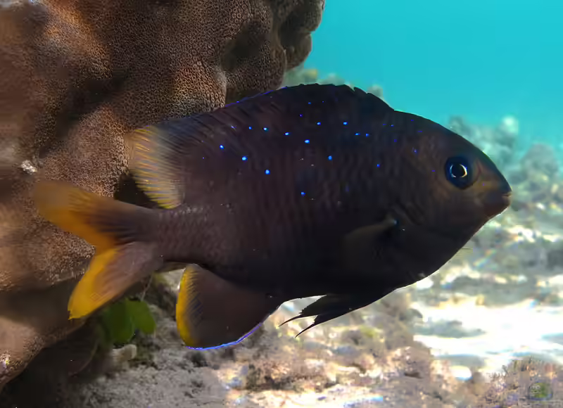 Stegastes pelicieri im Aquarium halten (Einrichtungsbeispiele mit Mauritius-Riffbarsch)