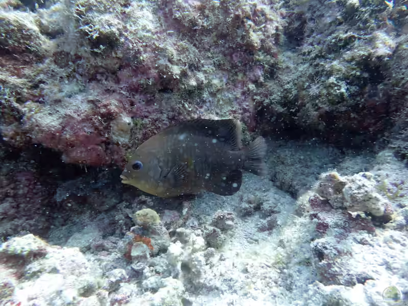 Stegastes rectifraenum im Aquarium halten (Einrichtungsbeispiele mit Cortez-Riffbarsch)