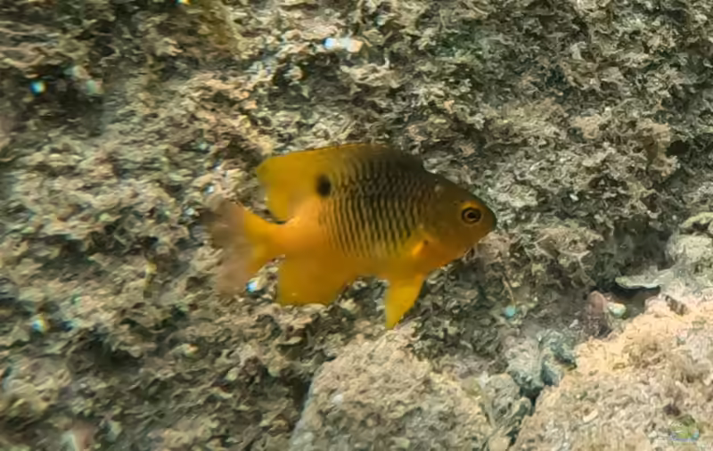 Stegastes redemptus im Aquarium halten (Einrichtungsbeispiele mit Clarion-Riffbarsch)