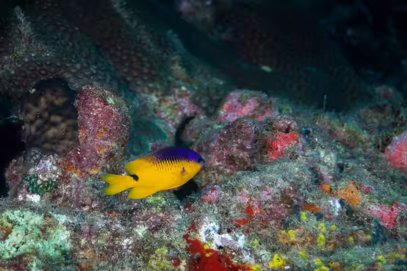 Stegastes rocasensis im Aquarium halten (Einrichtungsbeispiele mit Rocas Riffbarsch)
