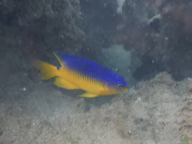 Stegastes xanthurus im Aquarium halten (Einrichtungsbeispiele mit Karibischer Kakao-Riffbarsch)