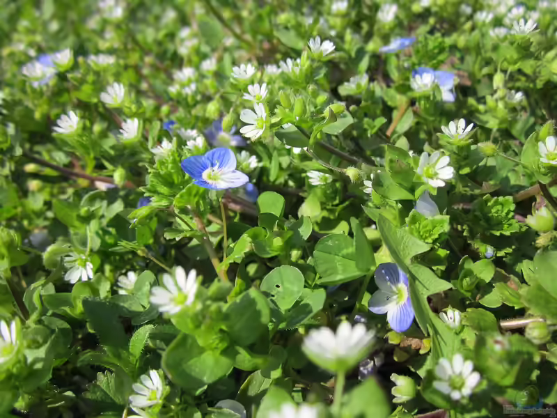 Stellaria media im Garten pflanzen (Einrichtungsbeispiele mit Gewöhnliche Vogelmiere)