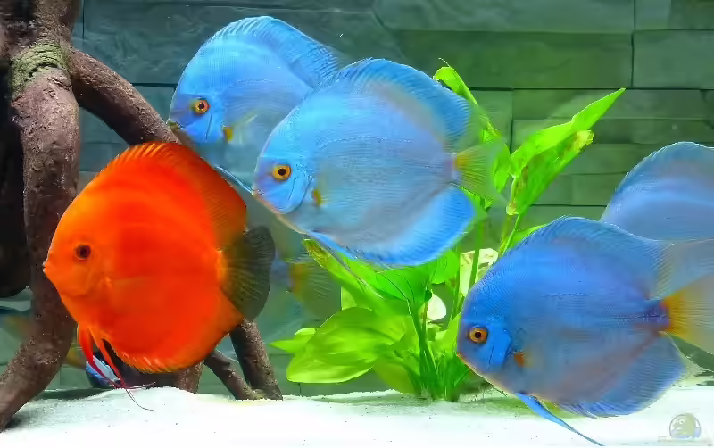 Stendker-Diskus im Aquarium halten (Einrichtungsbeispiele mit Stendker-Diskusfischen)