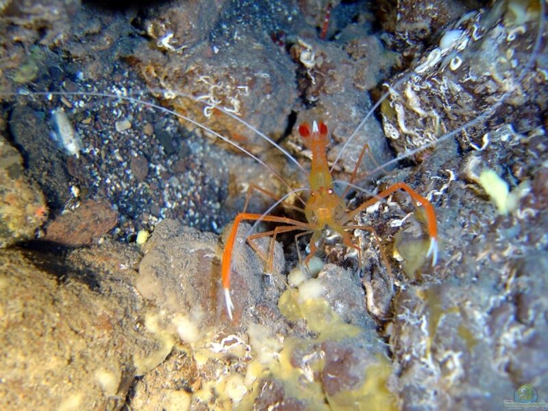 Stenopus spinosus im Aquarium halten (Einrichtungsbeispiele für Mittelmeer-Scherengarnele)  - Stenopus-spinosusaquarium