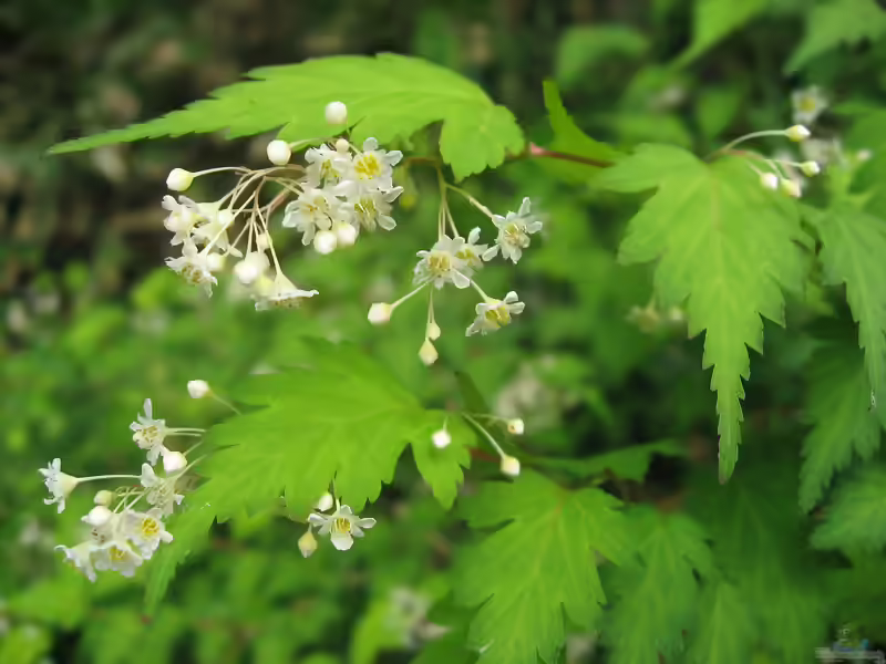 Stephanandra incisa im Garten pflanzen (Einrichtungsbeispiele mit Kleine Kranzspiere)