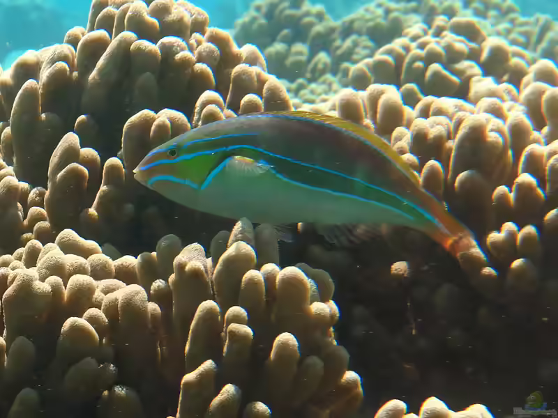 Stethojulis albovittata im Aquarium halten (Einrichtungsbeispiele für Vierstreifen-Junker)