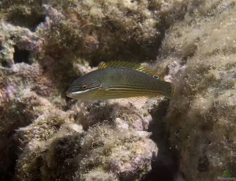 Stethojulis strigiventer im Aquarium halten (Einrichtungsbeispiele für Silberstreifen-Junker)