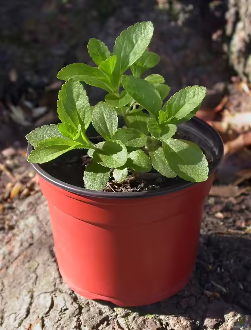 Stevia rebaudiana am Gartenteich (Einrichtungsbeispiele mit Süßkraut)