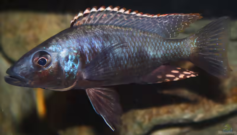 Stigmatochromis: Räuberische Malawi-Cichliden mit Charakter (Einrichtungsbeispiele mit Stigmatochromis-Arten)