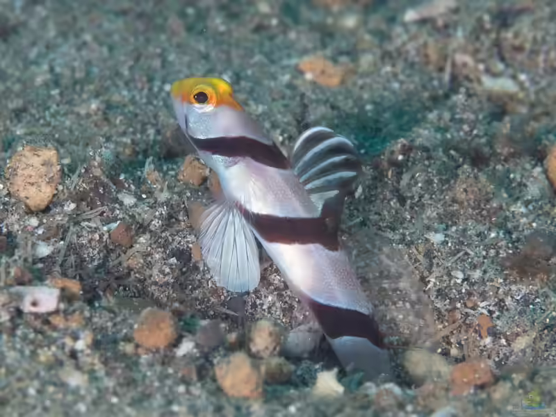 Stonogobiops xanthorhinica im Aquarium halten (Einrichtungsbeispiele für Gelbschnauzengrundel)