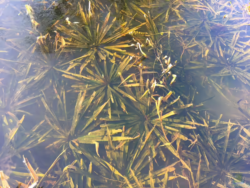 Stratiotes aloides am Gartenteich (Einrichtungsbeispiele mit Wasser-Aloe)
