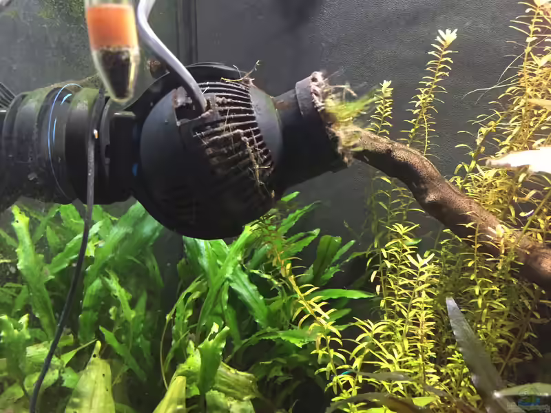Strömungspumpen im Aquarium: Mehr Bewegung für gesunde Lebensräume (Einrichtungsbeispiele mit Strömungspumpen)