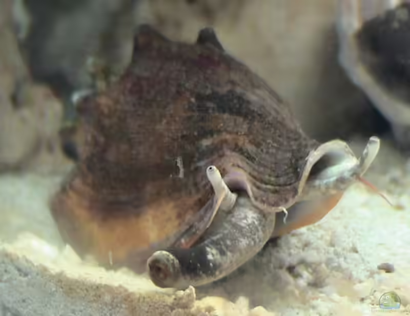 Strombus alatus im Aquarium halten (Einrichtungsbeispiele für Große Fechterschnecke)