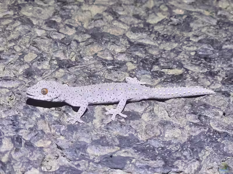 Strophurus williamsi im Terrarium halten (Einrichtungsbeispiele mit Östlicher Stachelschwanzgecko)
