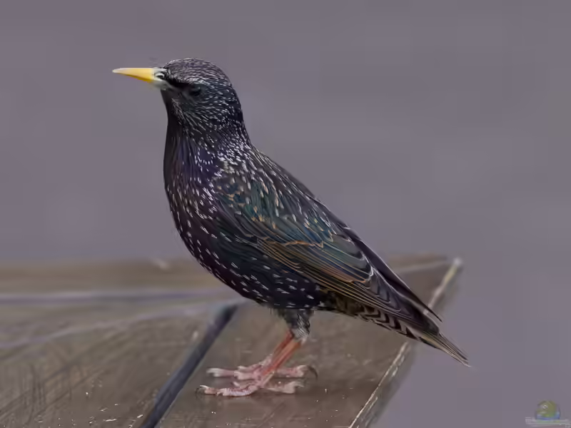 Sturnus vulgaris im Garten (Einrichtungsbeispiele mit Star)