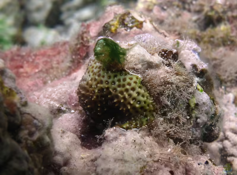 Stylocoeniella armata im Aquarium halten (Einrichtungsbeispiele für Grosspolypige Steinkoralle)