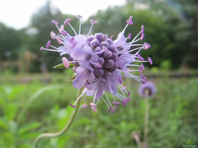 Teufelsabbiss im Garten pflanzen (Einrichtungsbeispiele mit Succisa pratensis)
