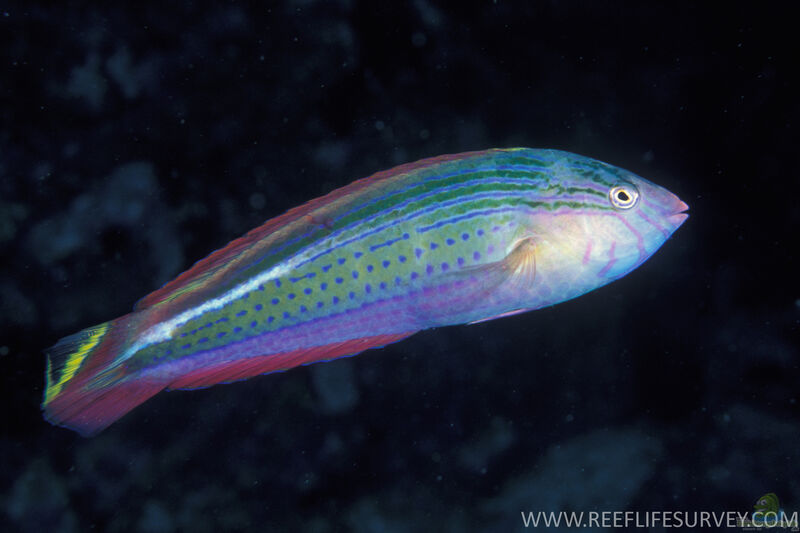 Suezichthys arquatus im Aquarium halten (Einrichtungsbeispiele für Schlanker Regenbogen-Lippfisch)  - Suezichthys-arquatusaquarium