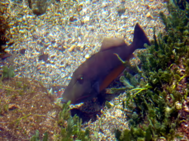 Sufflamen verres im Aquarium halten (Einrichtungsbeispiele für Orangener Drücker)